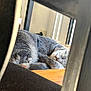cat, sleeping, gray_cat, indoor, wooden_surface, furniture, cozy, resting, pet, animal, nap, quiet, domestic, fur, whiskers, relaxation, peaceful, home, window, natural_light