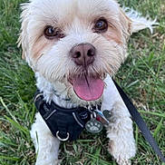 Chance is registered to the contest to win money with this photo: animal, canine, close_up, collar, cute, dog, friendly, fur, grass, happy, leash, nature, outdoor, pet, playful, small_dog, summer, tag, tongue_out, white_dog