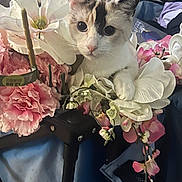 Mitts is registered to the contest to win money with this photo: cat, flower, bouquet, petals, pink, white, green, indoor, feline, curious, closeup, nature, plant, leaf, animal, soft, cute, decor, still_life, colorful