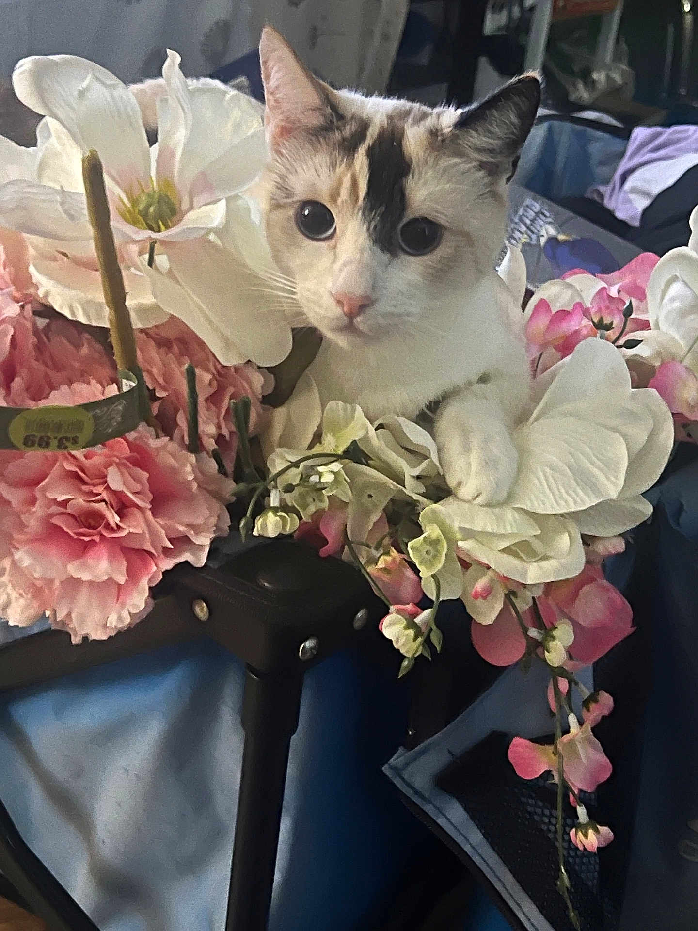 Mitts is registered to the contest to win money with this photo: cat, flower, bouquet, petals, pink, white, green, indoor, feline, curious, closeup, nature, plant, leaf, animal, soft, cute, decor, still_life, colorful