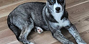 Bandit joined the competition — help win amazing prizes! dog, animal, pet, blue_eyes, brindle_coat, white_paws, floor, wooden_floor, indoor, laying_down, canine, ears_up, young_dog, looking_at_camera, domestic_animal, fur, muzzle, paws, quiet, resting