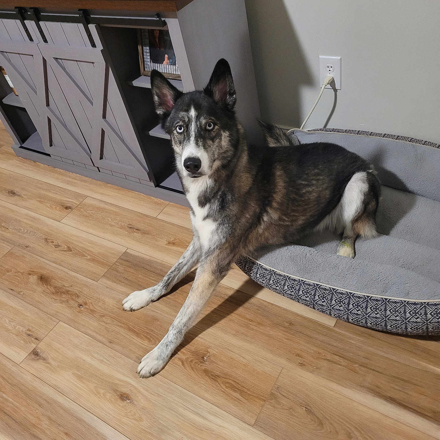 Bandit is registered to the contest to win money with this photo: alert, animal, black, blue_eyes, brown, canine, cozy, dog, domestic, ears, furniture, household, husky, indoor, laying_down, looking_at_camera, pet_bed, tv_stand, white, wooden_floor
