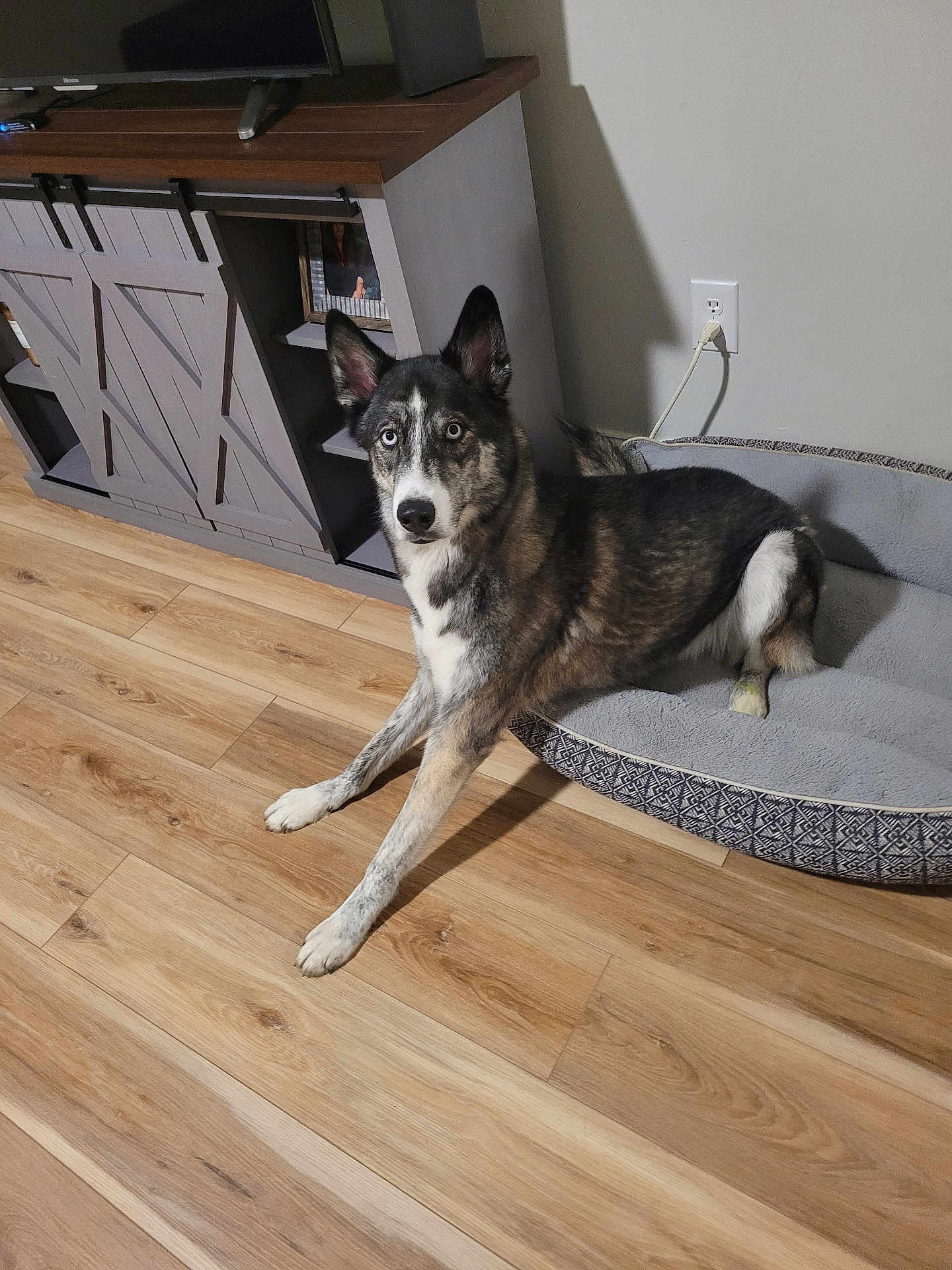 Bandit is registered to the contest to win money with this photo: dog, husky, blue_eyes, pet_bed, wooden_floor, furniture, tv_stand, indoor, household, animal, canine, brown, white, black, ears, alert, laying_down, looking_at_camera, domestic, cozy