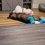Bandit is registered to the contest to win money with this photo: dog, stuffed_toy, unicorn, plush_toy, wooden_floor, cabinet, pet_bed, indoor, relaxed, lying_down, floor, home_interior, toy, furniture, cozy, animal, domestic, quiet, resting, living_room