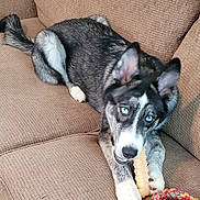 Bandit is registered to the contest to win money with this photo: dog, husky, blue_eyes, couch, toy, rope_toy, chewing, pet, indoor, fur, paw, snout, ears, relaxed, playful, animal, canine, household, comfort, looking