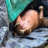 Nathalie Bernier participe au concours pour gagner de l'argent avec cette photo : dog, lying_down, tarpaulin, outdoor, relaxed, brown_dog, canine, resting, paws_up, shelter, makeshift, animal, fur, snout, hidden_face, shade, texture, folded_tarps, nature, comfort