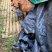 Nathalie Bernier participe au concours pour gagner de l'argent avec cette photo : dog, brown_dog, outdoor, grass, tarp, wooden_planks, animal, pet, sitting, earth, nature, canine, fur, expression, quiet, shade, texture, environment, daylight, resting