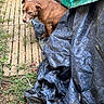 dog, brown_dog, outdoor, grass, tarp, wooden_planks, animal, pet, sitting, earth, nature, canine, fur, expression, quiet, shade, texture, environment, daylight, resting
