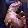 Nathalie Bernier a rejoint le concours — aidez-le/la à gagner de superbes lots ! dog, lying_down, couch, indoor, relaxed, pet, brown_fur, paw, fur, animal, sleeping, comfort, canine, domestic_animal, resting, blue_couch, cute, close_up, home, furniture