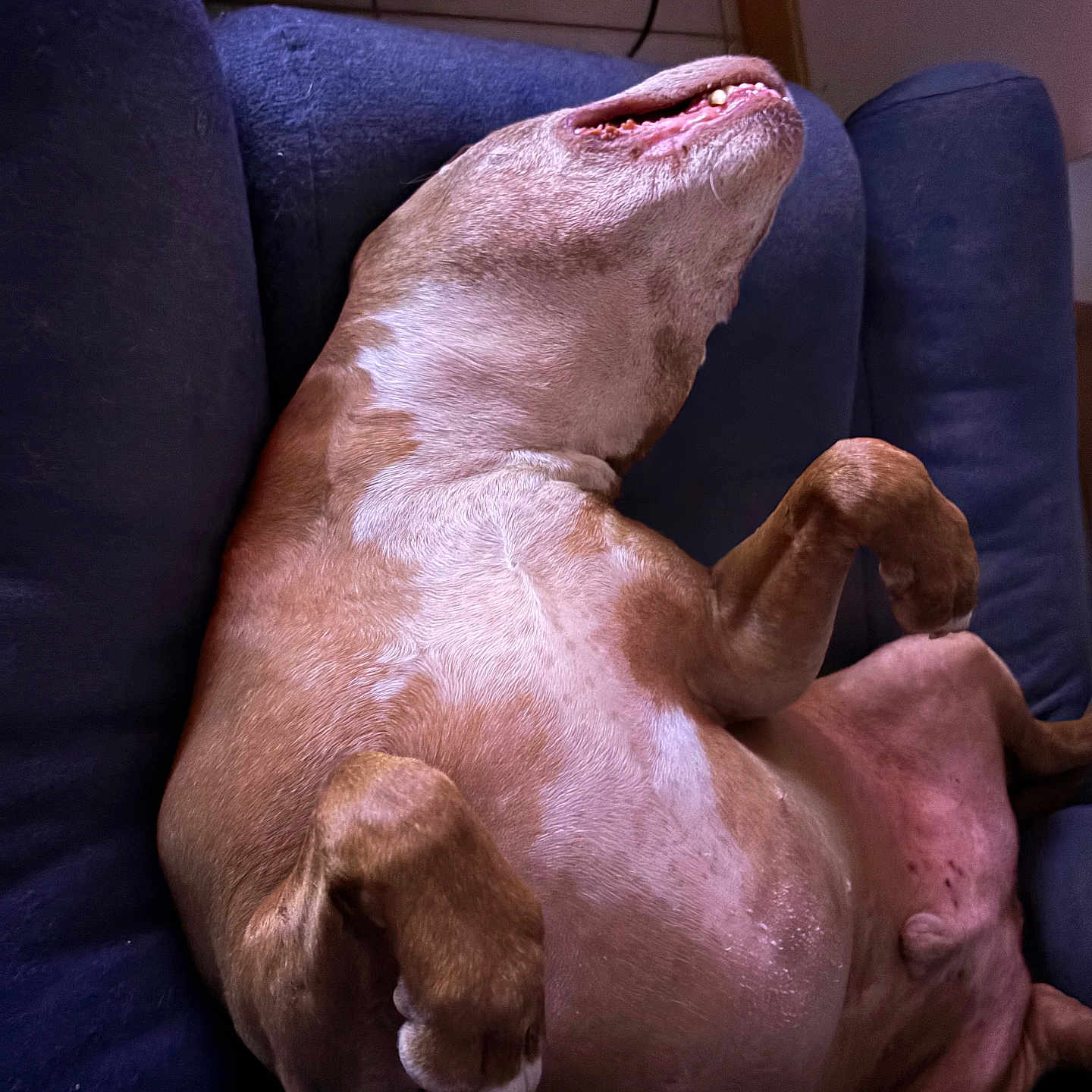 Nathalie Bernier a rejoint le concours — aidez-le/la à gagner de superbes lots ! dog, lying_down, couch, indoor, relaxed, pet, brown_fur, paw, fur, animal, sleeping, comfort, canine, domestic_animal, resting, blue_couch, cute, close_up, home, furniture