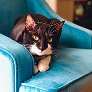 Pichi joined the competition — help win amazing prizes! cat, black_and_white, yellow_eyes, blue_chair, indoor, furniture, pet, animal, whiskers, relaxed, sitting, closeup, domestic_cat, cute, feline, portrait, soft_texture, cozy, home, resting