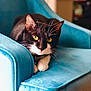 cat, black_and_white, yellow_eyes, blue_chair, indoor, furniture, pet, animal, whiskers, relaxed, sitting, closeup, domestic_cat, cute, feline, portrait, soft_texture, cozy, home, resting