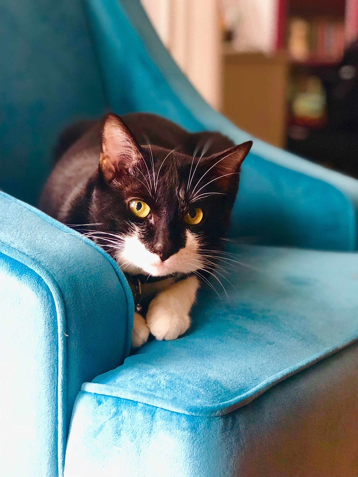 Pichi joined the competition — help win amazing prizes! cat, black_and_white, yellow_eyes, blue_chair, indoor, furniture, pet, animal, whiskers, relaxed, sitting, closeup, domestic_cat, cute, feline, portrait, soft_texture, cozy, home, resting
