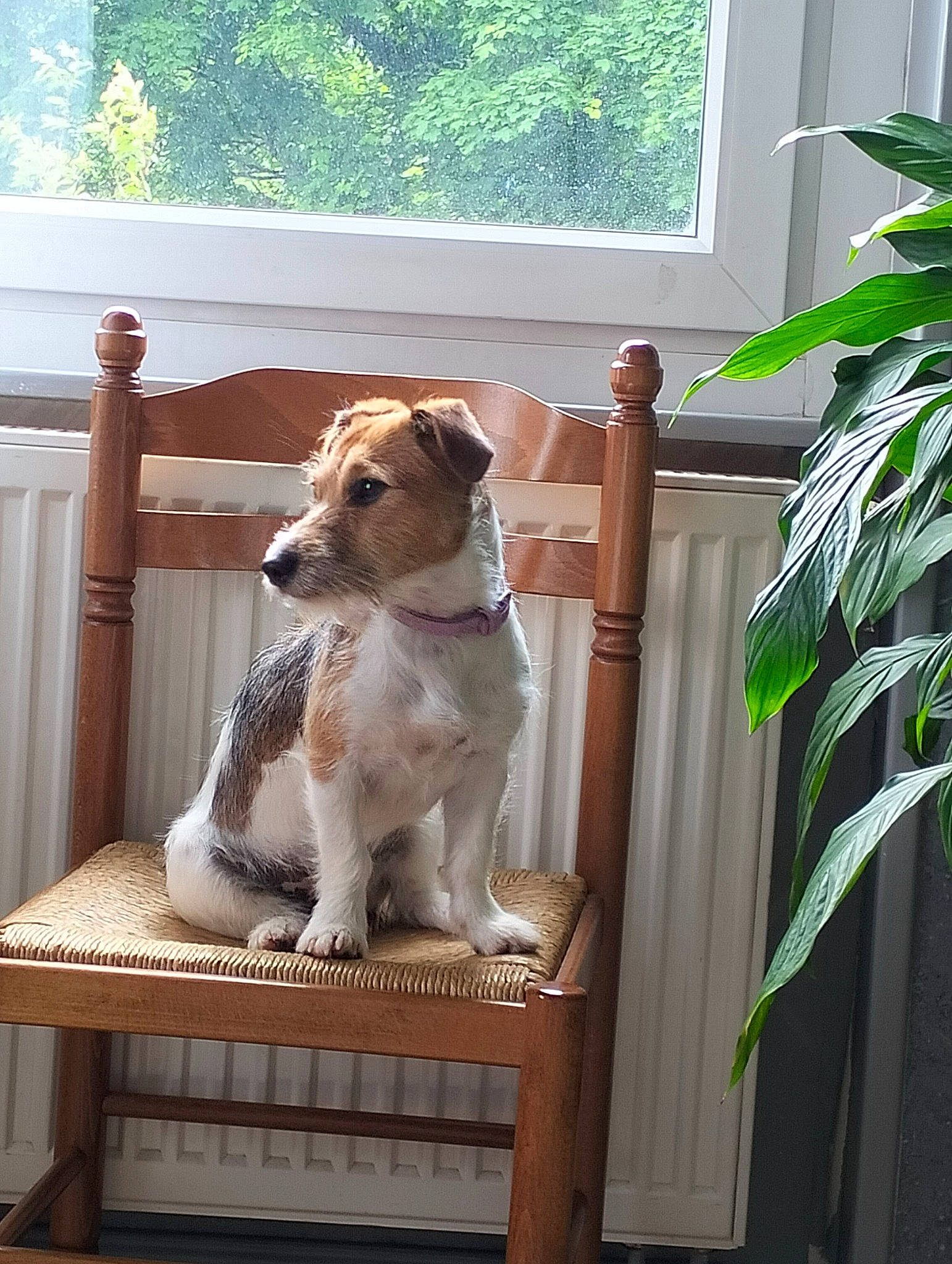 Nala participe au concours pour gagner de l'argent avec cette photo : brittany, carnivore, chair, companion_dog, desk, dog, dog_breed, fawn, gun_dog, hardwood, mammal, outdoor_furniture, pet_supply, plant, porch, sporting_group, table, tail, vertebrate, wood