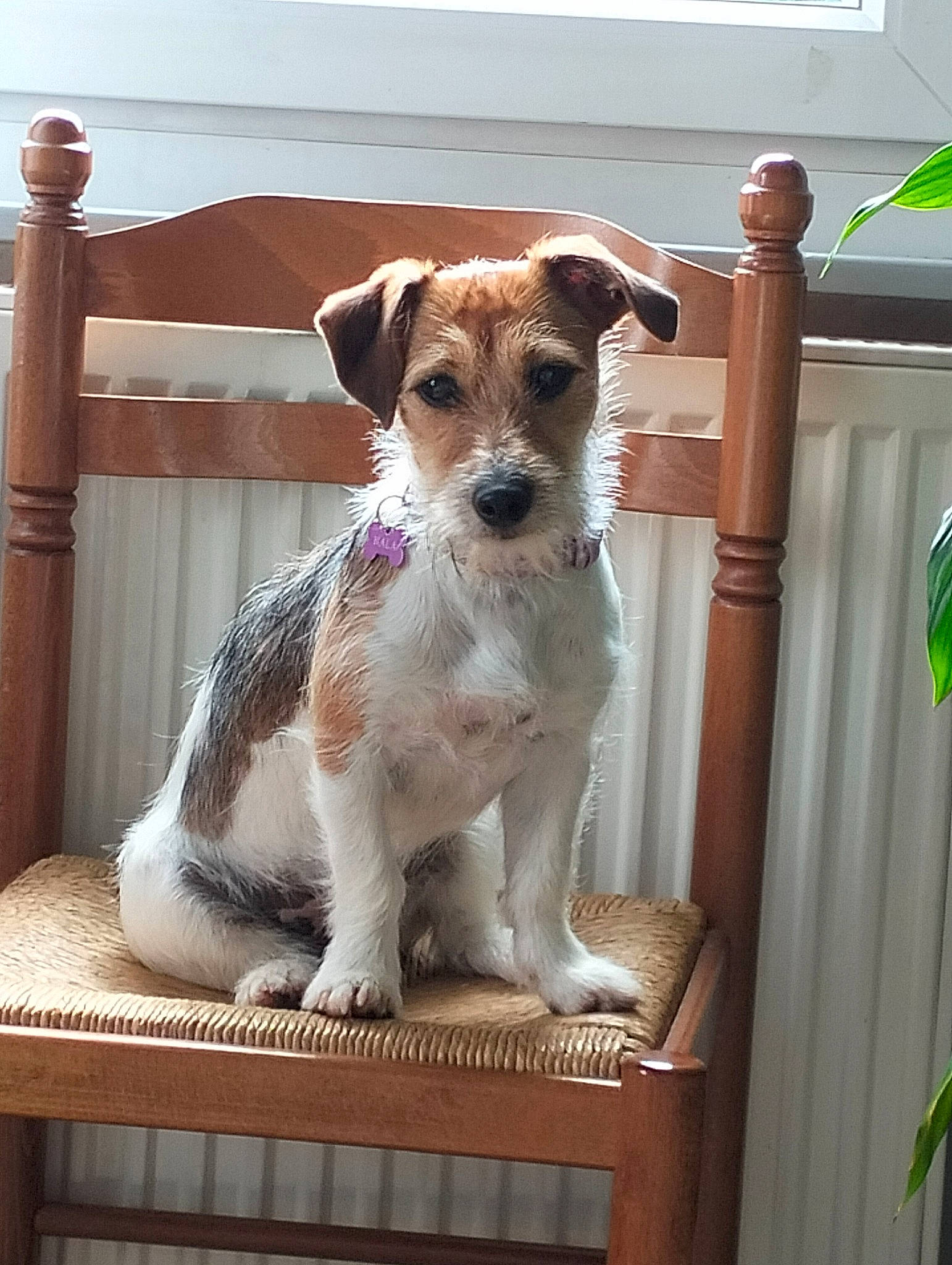 Nala
