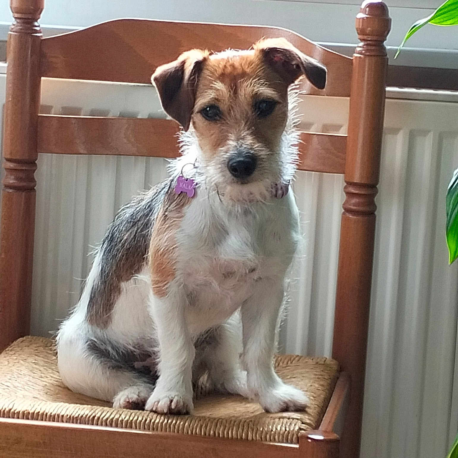 Nala