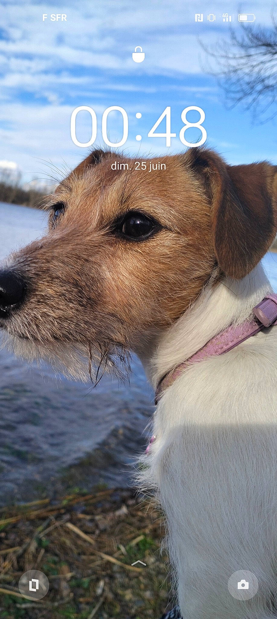 Nala participe au concours pour gagner de l'argent avec cette photo : canidae, carnivore, collar, companion_dog, dog, dog_breed, dog_collar, fur, photo_caption, sky, snout, sporting_group, terrestrial_animal, terrier, water, whiskers, working_terrier