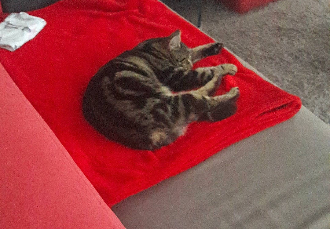 Iroy a rejoint le concours — aidez-le/la à gagner de superbes lots ! carmine, carnivore, cat, comfort, domestic_short_haired_cat, felidae, fur, grey, linens, nap, paw, sleep, small_to_medium_sized_cats, snout, tail, terrestrial_animal, whiskers