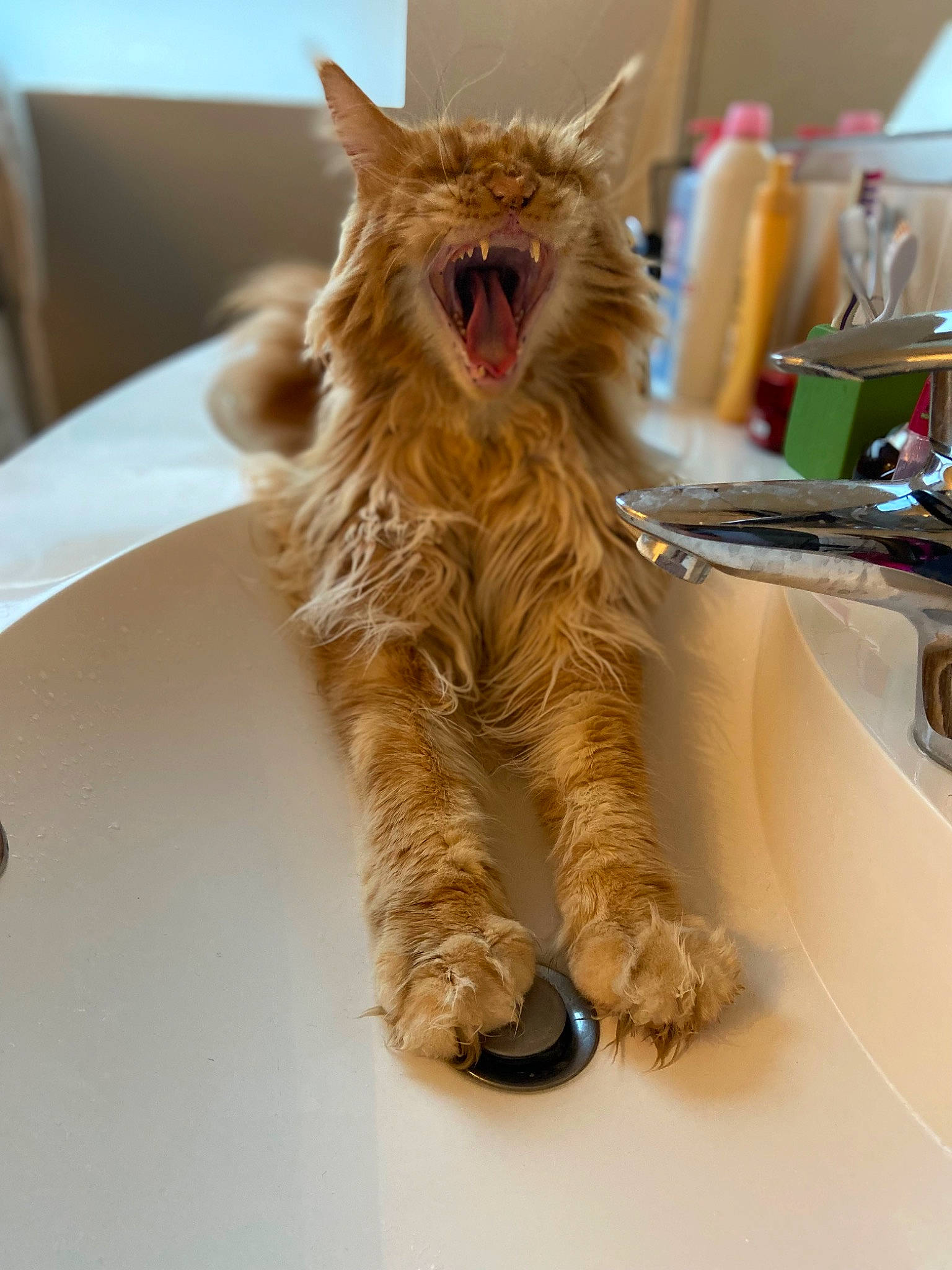 Rouky a rejoint le concours — aidez-le/la à gagner de superbes lots ! art, carnivore, cat, claw, companion_dog, domestic_short_haired_cat, fawn, felidae, flooring, fur, kitchen_appliance, paw, small_to_medium_sized_cats, snout, tail, terrestrial_animal, whiskers, wood