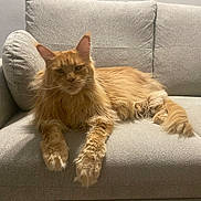 Rouky participe au concours pour gagner de l'argent avec cette photo : animal, cat, couch, cozy, cute, domestic_cat, fluffy, furniture, home, indoor, long_hair, lying_down, mammal, orange_cat, paw, pet, relaxed, resting, tail, whiskers