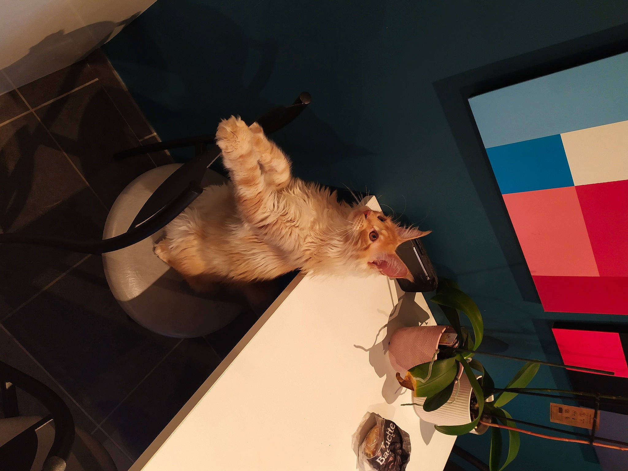 Rouky a rejoint le concours — aidez-le/la à gagner de superbes lots ! canidae, cat, fawn, felidae, fun, fur, plant, room, shadow, small_to_medium_sized_cats, sporting_group, tail, tints_and_shades, visual_arts, whiskers, wood