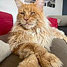 Rouky participe au concours pour gagner de l'argent avec cette photo : animal, cat, close_up, couch, domestic_animal, ears, feline, fluffy, fur, ginger_cat, home, indoor, living_room, maine_coon, pet, portrait, relaxed, resting, sofa, whiskers