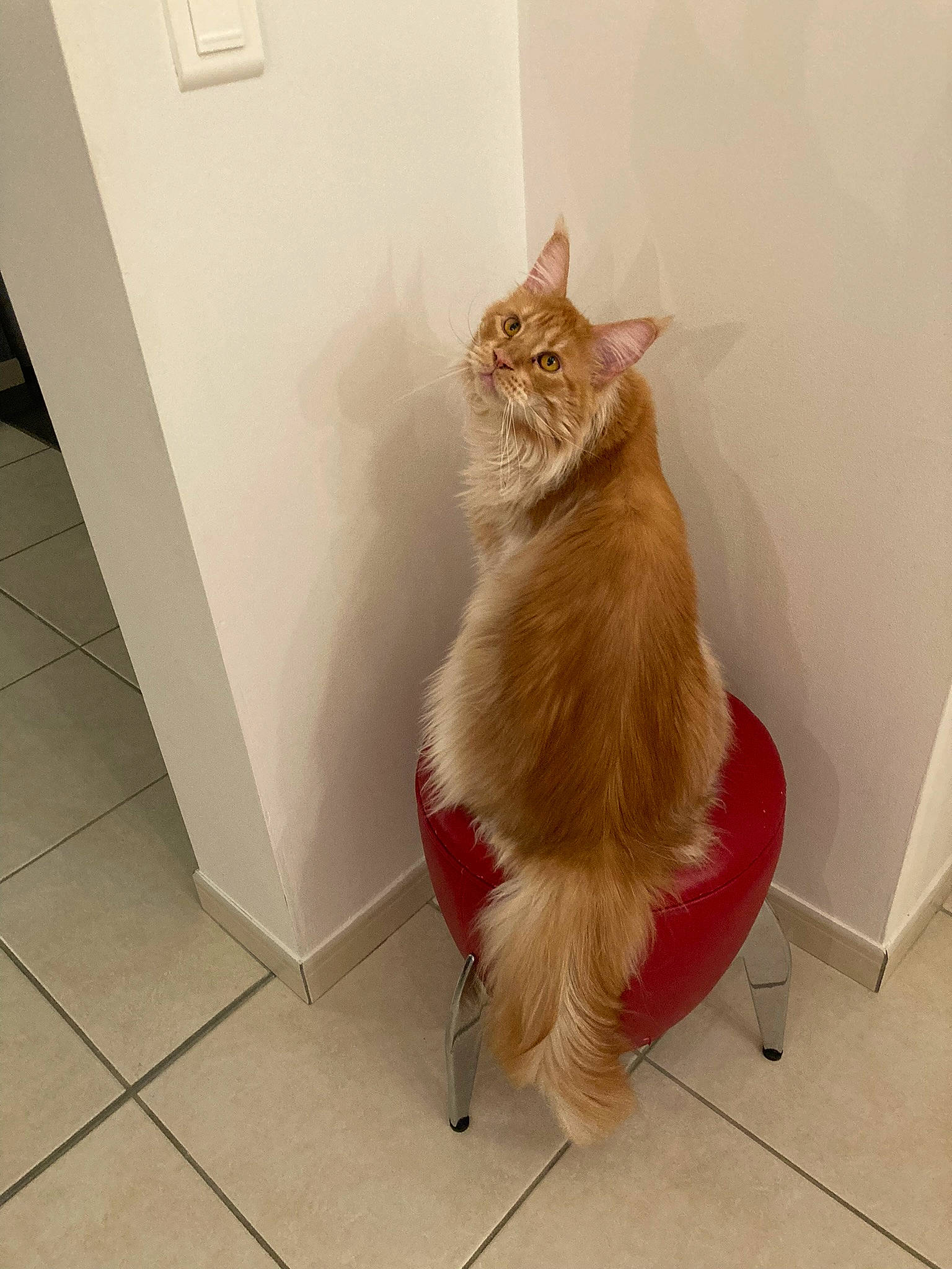 Rouky a rejoint le concours — aidez-le/la à gagner de superbes lots ! carnivore, cat, domestic_short_haired_cat, fawn, felidae, floor, flooring, fur, hardwood, human_leg, laminate_flooring, plant, shelf, small_to_medium_sized_cats, tail, tile_flooring, whiskers, window, wood, wood_flooring