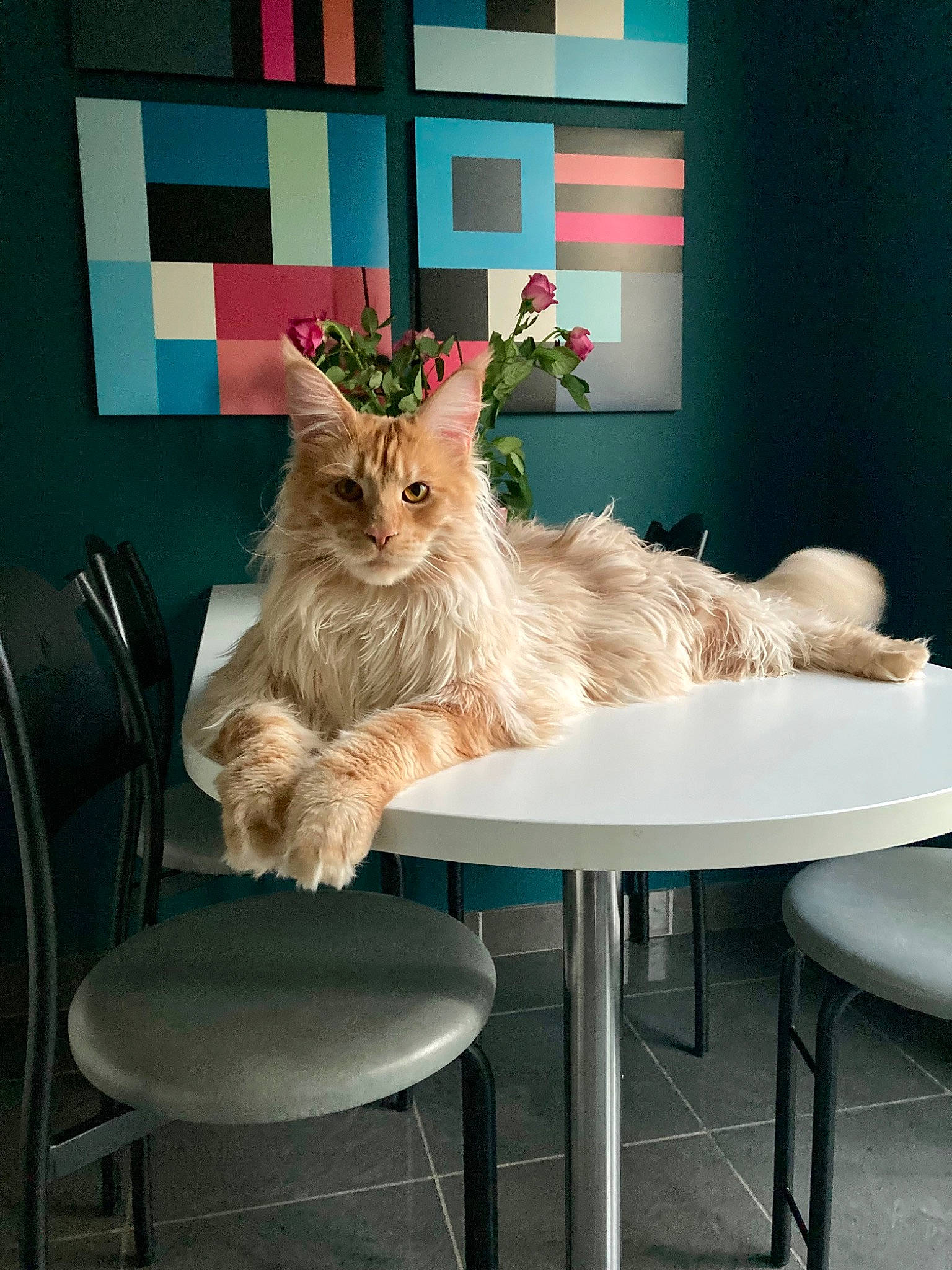 Rouky participe au concours pour gagner de l'argent avec cette photo : art, carnivore, cat, chair, comfort, fawn, felidae, flooring, fur, furniture, interior_design, picture_frame, plant, rectangle, sitting, small_to_medium_sized_cats, table, tail, whiskers, window