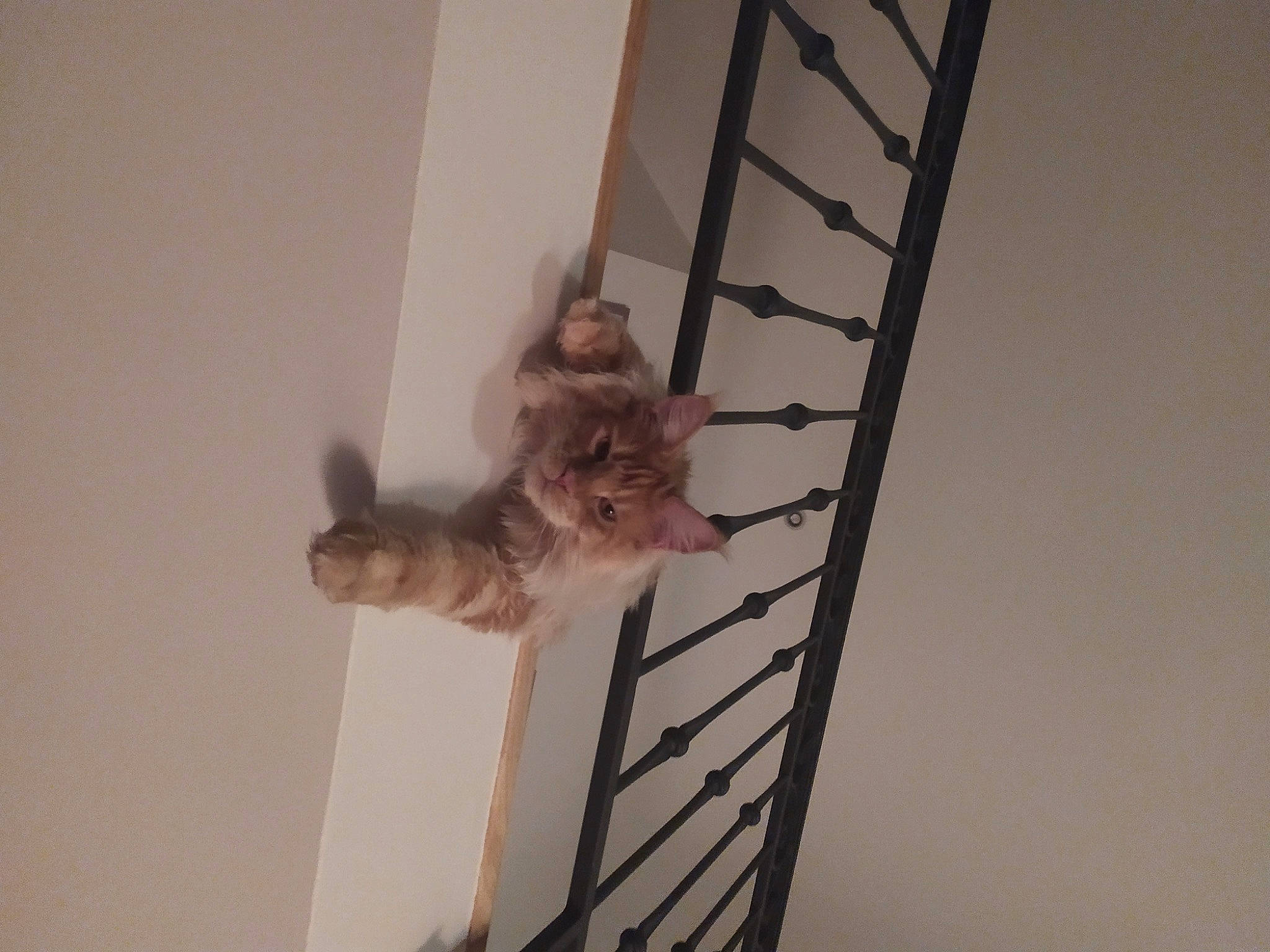 Rouky participe au concours pour gagner de l'argent avec cette photo : canidae, carnivore, cat, domestic_short_haired_cat, fawn, felidae, fur, handrail, hardwood, metal, paw, pet_supply, room, shelf, small_to_medium_sized_cats, stairs, tail, whiskers, wood