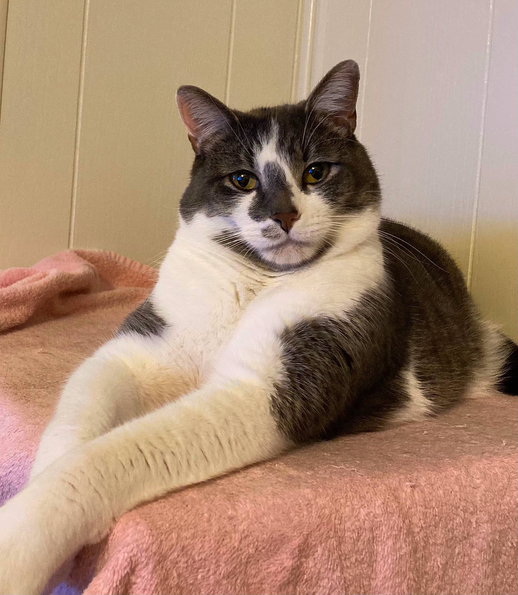 Logan is registered to the contest to win money with this photo: carnivore, cat, cat_supply, comfort, felidae, fur, paw, pet_supply, sitting, small_to_medium_sized_cats, snout, tail, terrestrial_animal, whiskers