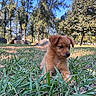 Zara participe au concours pour gagner de l'argent avec cette photo : adorable, animal, brown, canine, cute, daytime, dog, fur, grass, nature, outdoor, park, pet, playful, puppy, relaxing, rocks, sunlight, trees, young