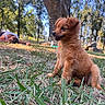 Zara a rejoint le concours — aidez-le/la à gagner de superbes lots ! animal, canine, cute, daylight, dog, fur, grass, mammal, nature, outdoor, park, person, pet, puppy, relaxing, smile, summer, sunlight, tree, young