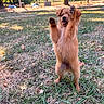 animal, brown, cute, dog, furry, grass, happy, joyful, mammal, nature, outdoor, park, pet, playful, puppy, raised_paws, smiling, standing, sunlight, young
