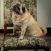 Maybe participe au concours pour gagner de l'argent avec cette photo : animal, chair, cute, decor, dog, floor, floral_pattern, furniture, indoor, looking_up, mammal, necklace, pearl_necklace, pet, portrait, pug, sitting, tapestry, upholstery, vintage