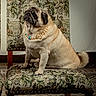 animal, chair, cute, decor, dog, floor, floral_pattern, furniture, indoor, looking_up, mammal, necklace, pearl_necklace, pet, portrait, pug, sitting, tapestry, upholstery, vintage