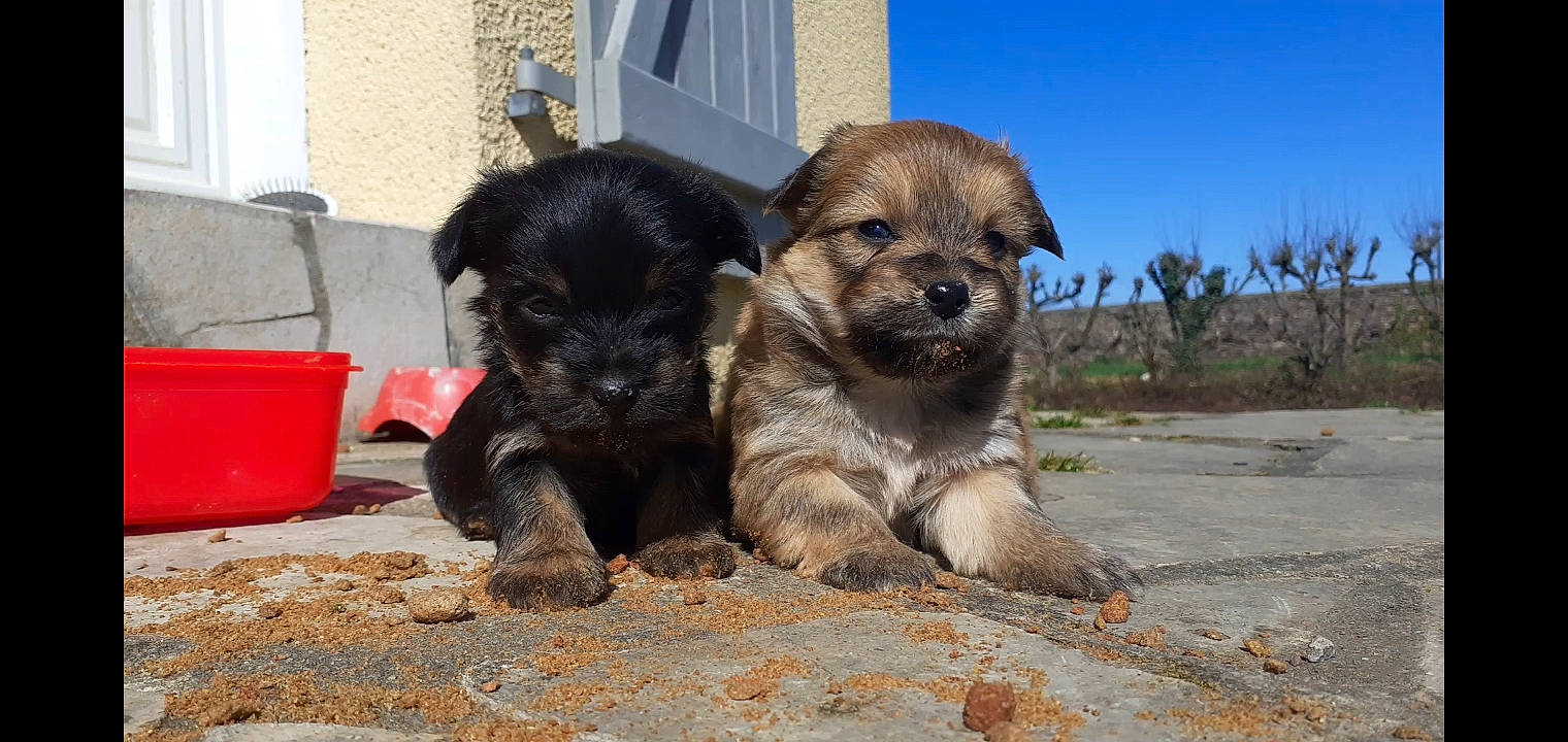 Tibo a rejoint le concours — aidez-le/la à gagner de superbes lots ! ancient_dog_breeds, canidae, carnivore, companion_dog, dog, dog_breed, fawn, fur, palm_tree, plant, puppy, sky, snout, soil, sporting_group, street_dog, terrestrial_animal, tree, window, working_animal