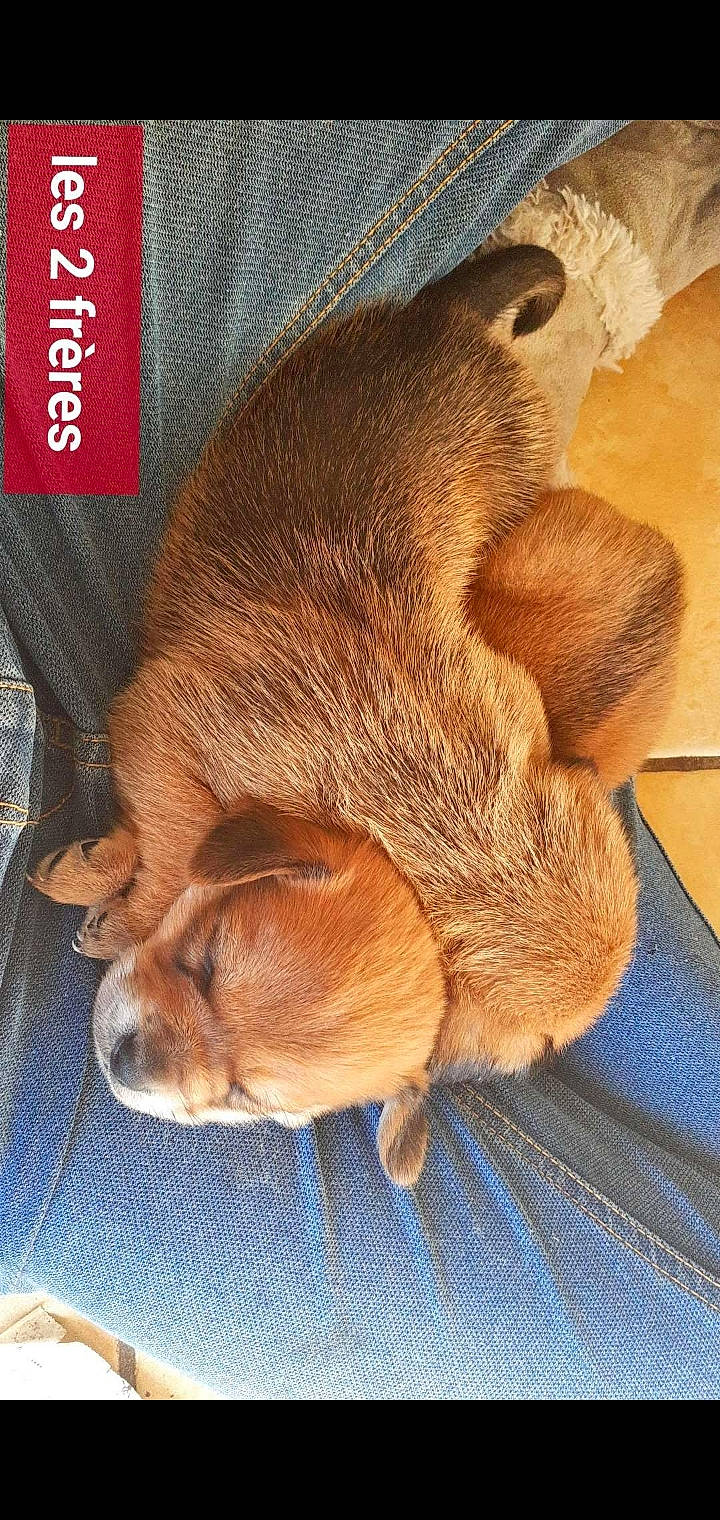 Tibo a rejoint le concours — aidez-le/la à gagner de superbes lots ! bedtime, canidae, carnivore, comfort, companion_dog, dog, dog_bed, dog_breed, ear, fawn, felidae, fur, liver, nap, paw, sporting_group, tail, whiskers, wood, working_animal