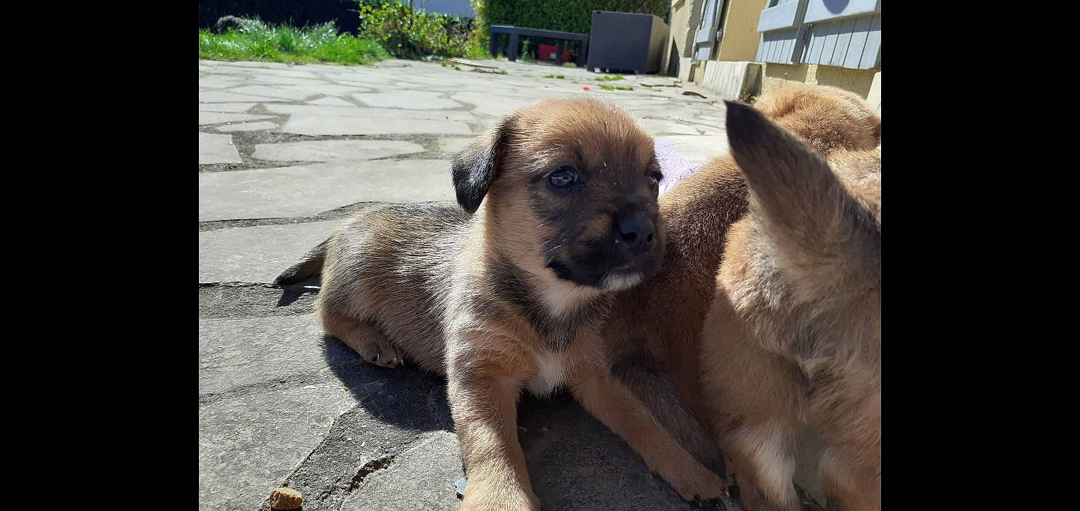 Tibo a rejoint le concours — aidez-le/la à gagner de superbes lots ! canidae, carnivore, companion_dog, dog, dog_breed, fawn, fur, pet_supply, plant, puppy, snout, sporting_group, street_dog, terrestrial_animal, whiskers, working_animal, working_dog