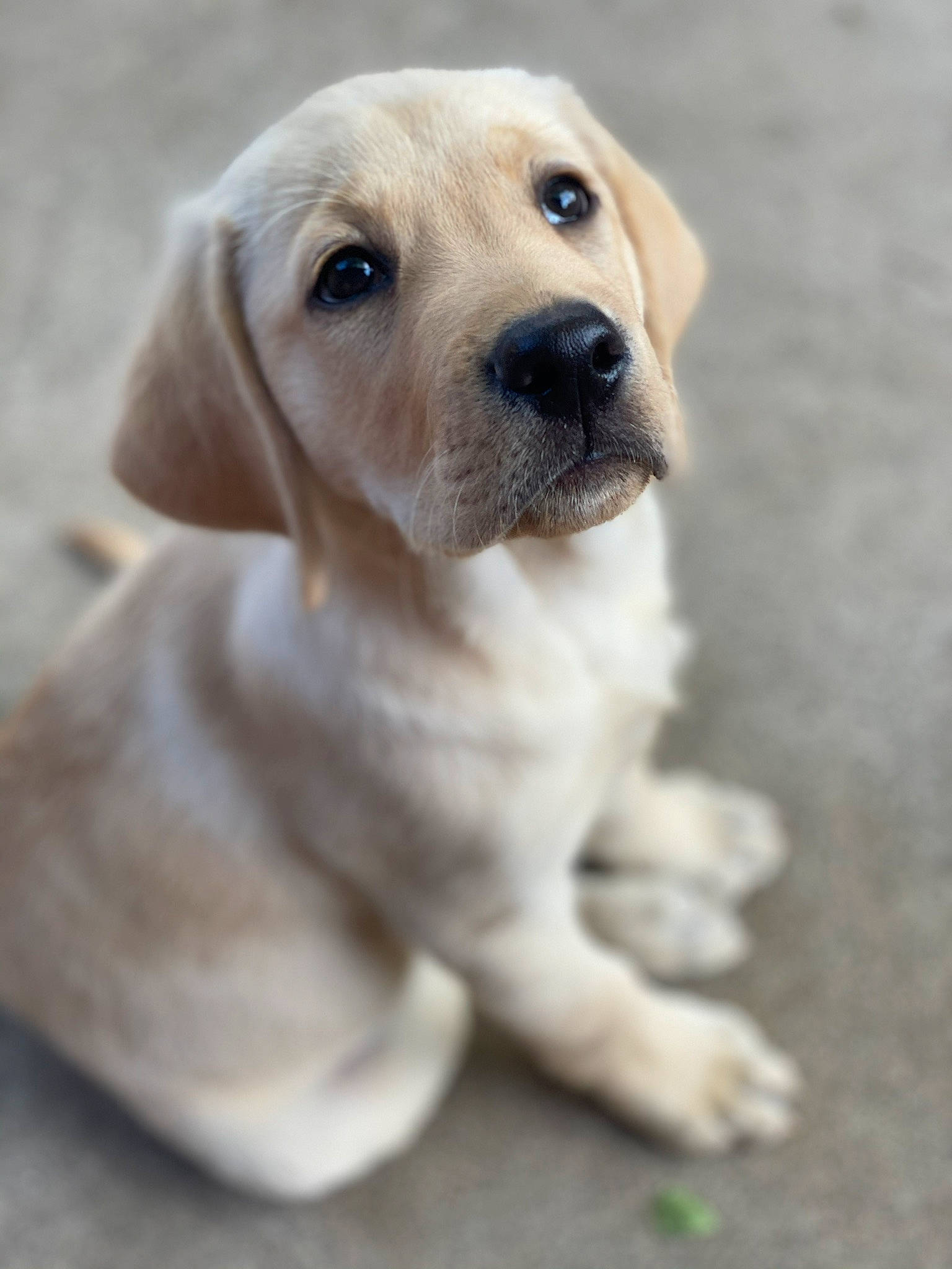 Truckee is registered to the contest to win money with this photo: beige, blond, canidae, carnivore, companion_dog, dog, dog_breed, fawn, fur, gun_dog, labrador_retriever, mammal, puppy, retriever, skin, snout, sporting_group, whiskers, working_animal, working_dog