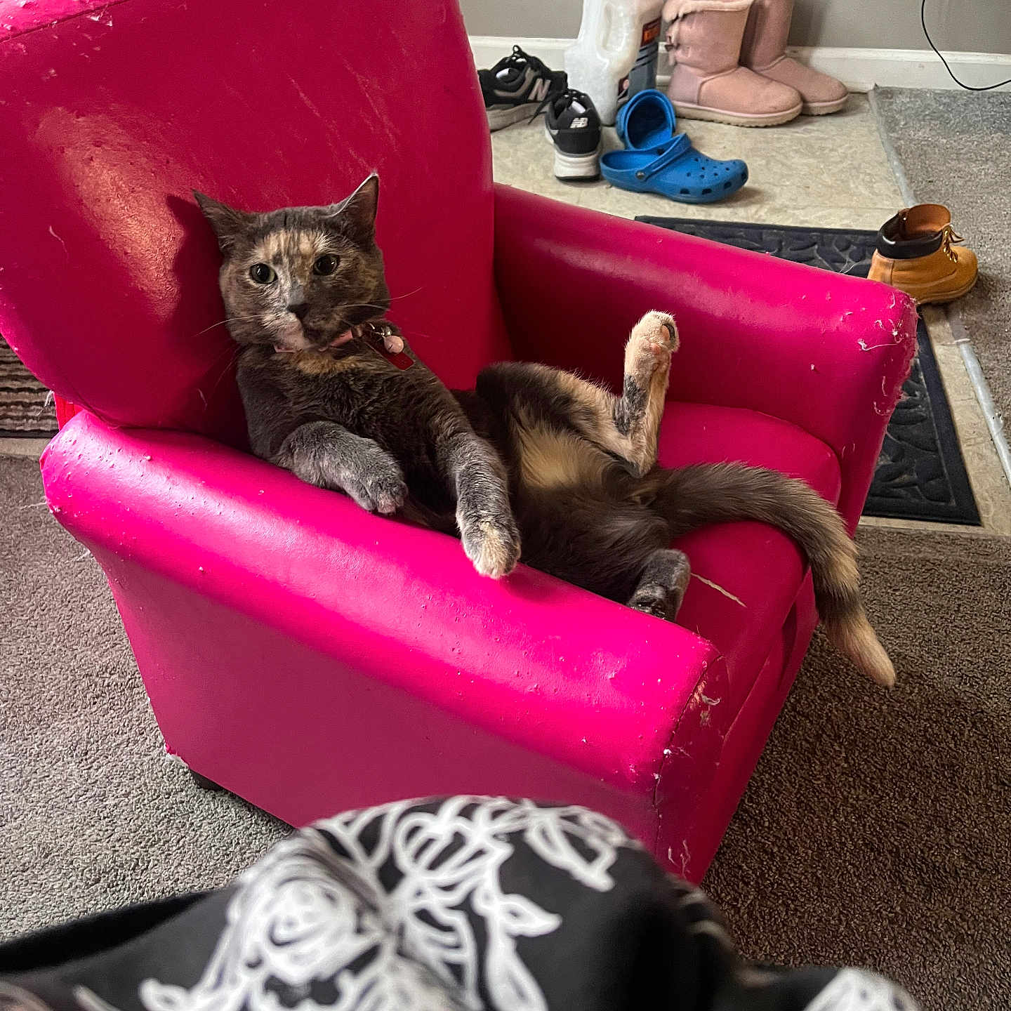 Skyla Marie is registered to the contest to win money with this photo: animal, boots, carpet, casual, cat, collar, comfort, cozy, domestic, feline, fur, home, indoor, living_room, mammal, pet, pink_chair, relaxed, resting, shoes