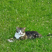 Moussiq a rejoint le concours — aidez-le/la à gagner de superbes lots ! cat, tabby_cat, grass, greenery, meadow, flowers, outdoor, animal, pet, lying_down, nature, fur, whiskers, relaxed, curious, eyes, mammal, wildlife, daylight, field