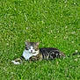 cat, tabby_cat, grass, greenery, meadow, flowers, outdoor, animal, pet, lying_down, nature, fur, whiskers, relaxed, curious, eyes, mammal, wildlife, daylight, field