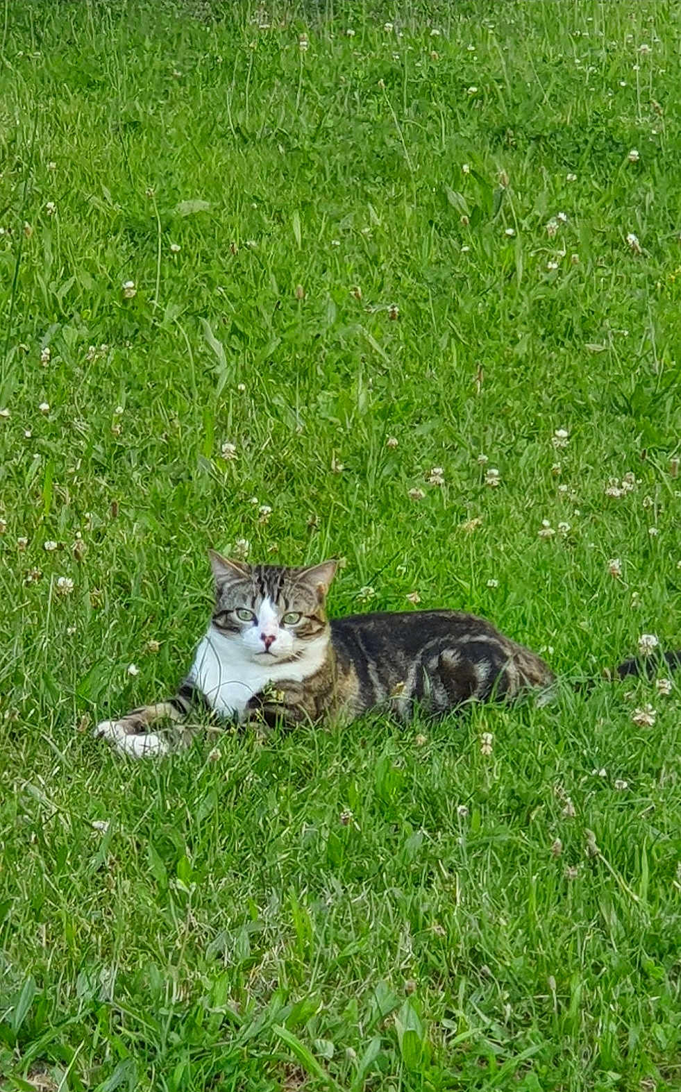 Moussiq a rejoint le concours — aidez-le/la à gagner de superbes lots ! cat, tabby_cat, grass, greenery, meadow, flowers, outdoor, animal, pet, lying_down, nature, fur, whiskers, relaxed, curious, eyes, mammal, wildlife, daylight, field