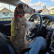 Gaspar a rejoint le concours — aidez-le/la à gagner de superbes lots ! dog, driver, car, steering_wheel, vehicle, pet, canine, scruffy_fur, red_collar, sitting, front_seat, dashboard, interior, road_trip, outdoor, residential_area, blue_sky, clouds, humorous, photography