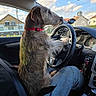 dog, driver, car, steering_wheel, vehicle, pet, canine, scruffy_fur, red_collar, sitting, front_seat, dashboard, interior, road_trip, outdoor, residential_area, blue_sky, clouds, humorous, photography