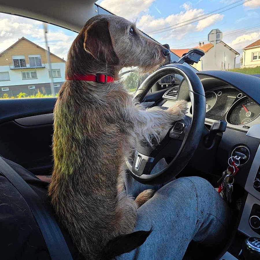 Gaspar a rejoint le concours — aidez-le/la à gagner de superbes lots ! dog, driver, car, steering_wheel, vehicle, pet, canine, scruffy_fur, red_collar, sitting, front_seat, dashboard, interior, road_trip, outdoor, residential_area, blue_sky, clouds, humorous, photography