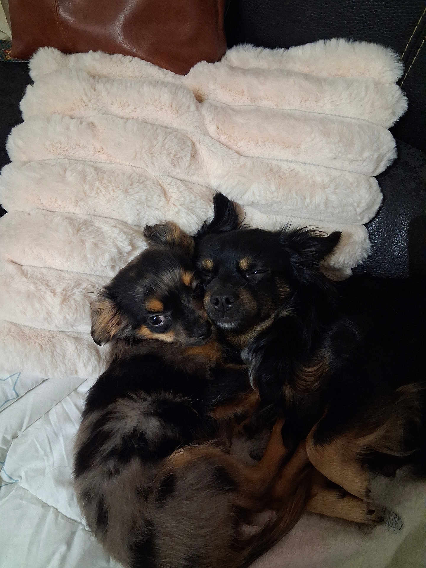 Oakley a rejoint le concours — aidez-le/la à gagner de superbes lots ! dog, puppy, snuggling, cuddling, fluffy, pillow, black_fur, brown_fur, sleepy, cute, pet, animal, indoor, resting, close_up, fur, relaxed, companion, cozy, friendship