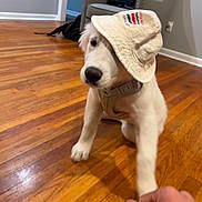 Ghost is registered to the contest to win money with this photo: armchair, backpack, bucket_hat, canine, cute, dog, domestic_animal, floor, handshake, hat, home, human_hand, indoor, interaction, pet, playful, puppy, white_dog, wooden_floor, young_dog