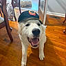 Ghost is registered to the contest to win money with this photo: animal, canine, cap, chair, companion, dog, domestic_animal, door, floor, fur, happy, hat, house, indoor, looking_up, pet, playful, smiling, white_dog, wooden_floor