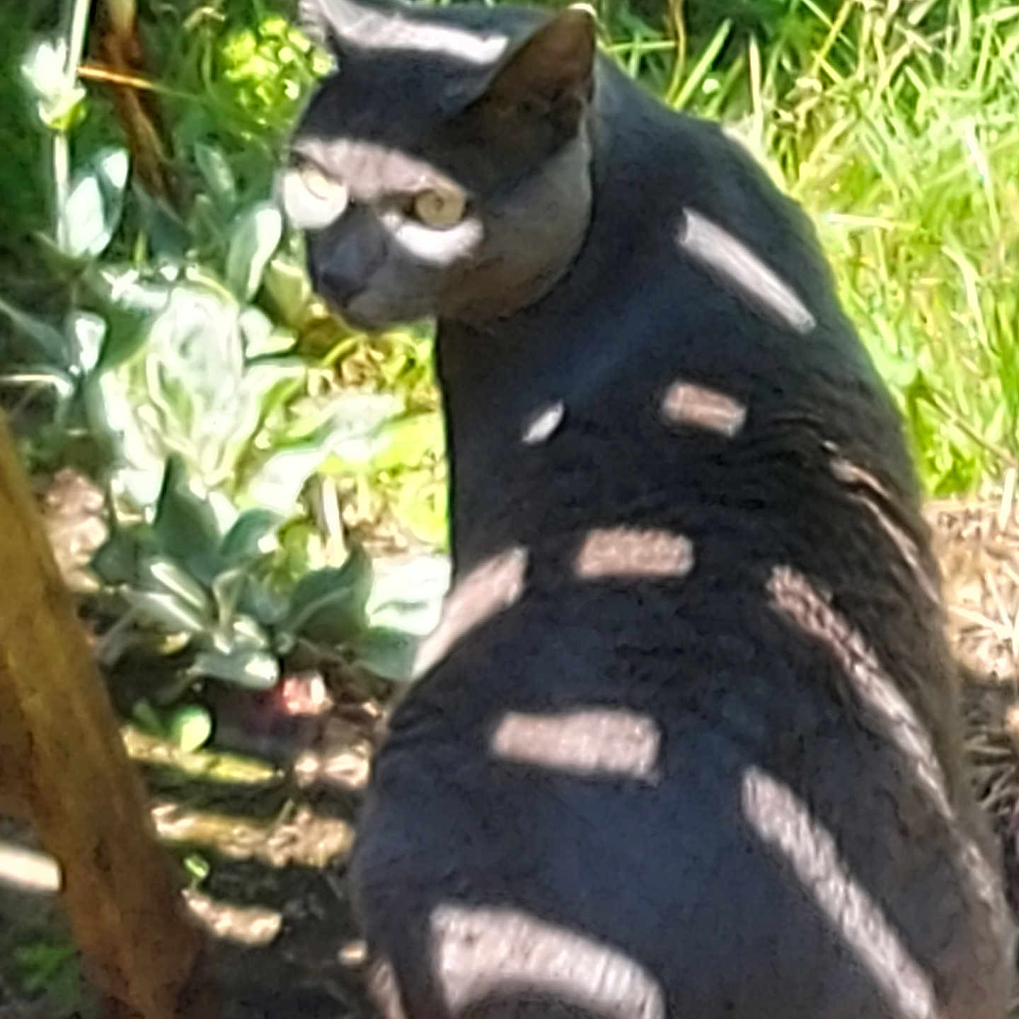 Alice participe au concours pour gagner de l'argent avec cette photo : cat, outdoor, garden, gray_cat, sunlight, shadow, plant, greenery, animal, nature, pet, feline, grass, curious, sitting, daylight, mammal, back_view, shadows, closeup